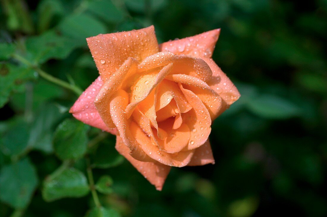Rose (Rosa 'Satellite')