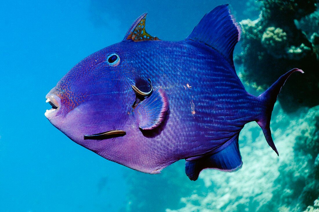 Blue triggerfish and cleaner wrasse