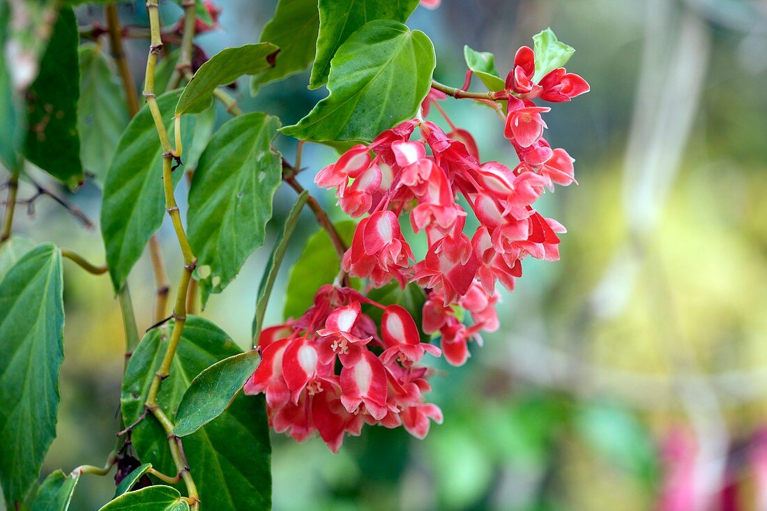 Begonia salaziensis