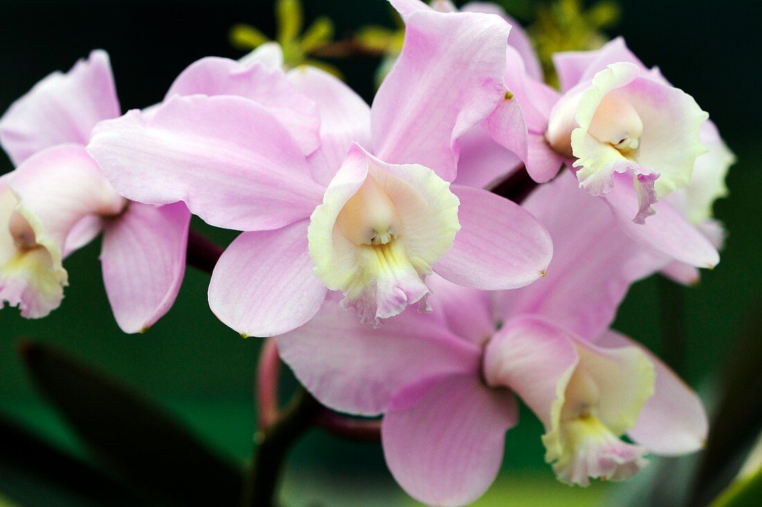 Orchid (Cattleya loddigesii)