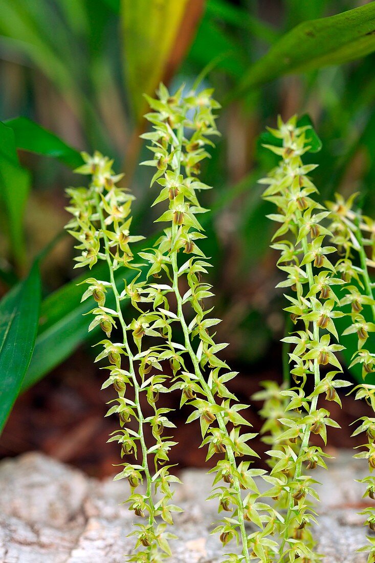 Orchid (Dendrochilum longifolium)