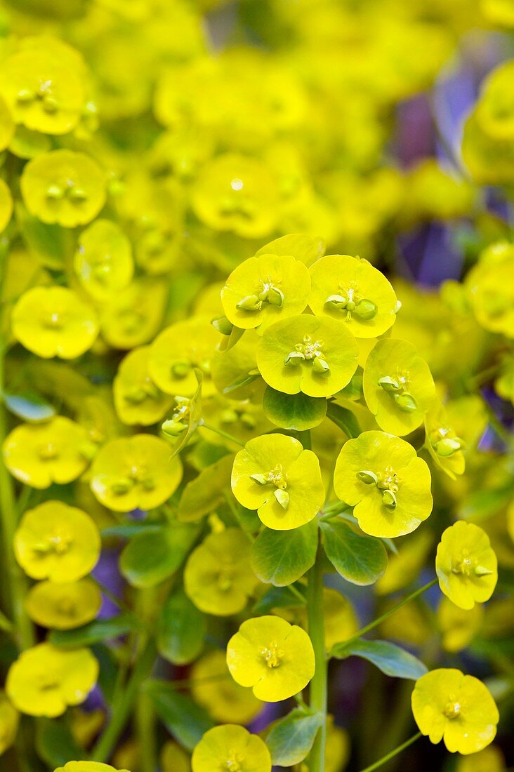 Caper Spurge (Euphorbia lathyris)