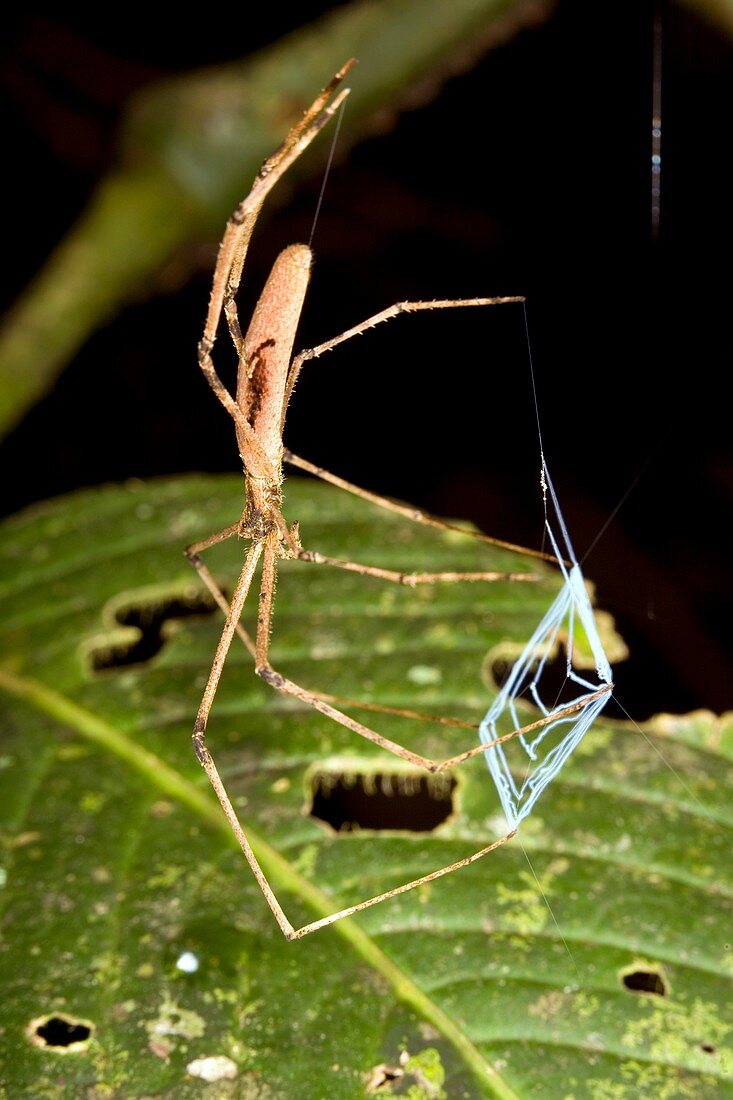 Ogre faced spider with its capture web