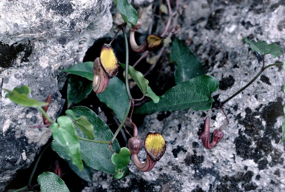 Aristolochia sempervirens flowers