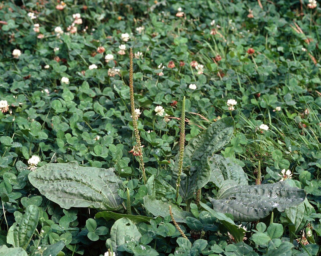 Plantago major and Trifolium repens