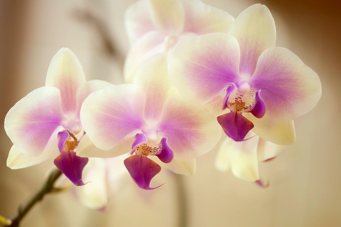 Doritaenopsis Jiaho Kitty Face 'Rainbow'