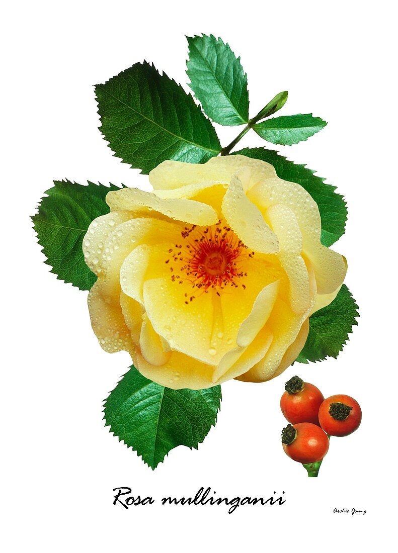 Rose (Rosa mullinganii)