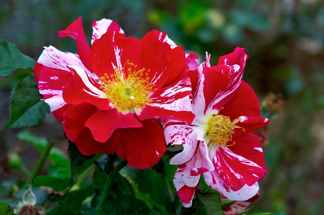 Rose (Rosa 'Arabesque')