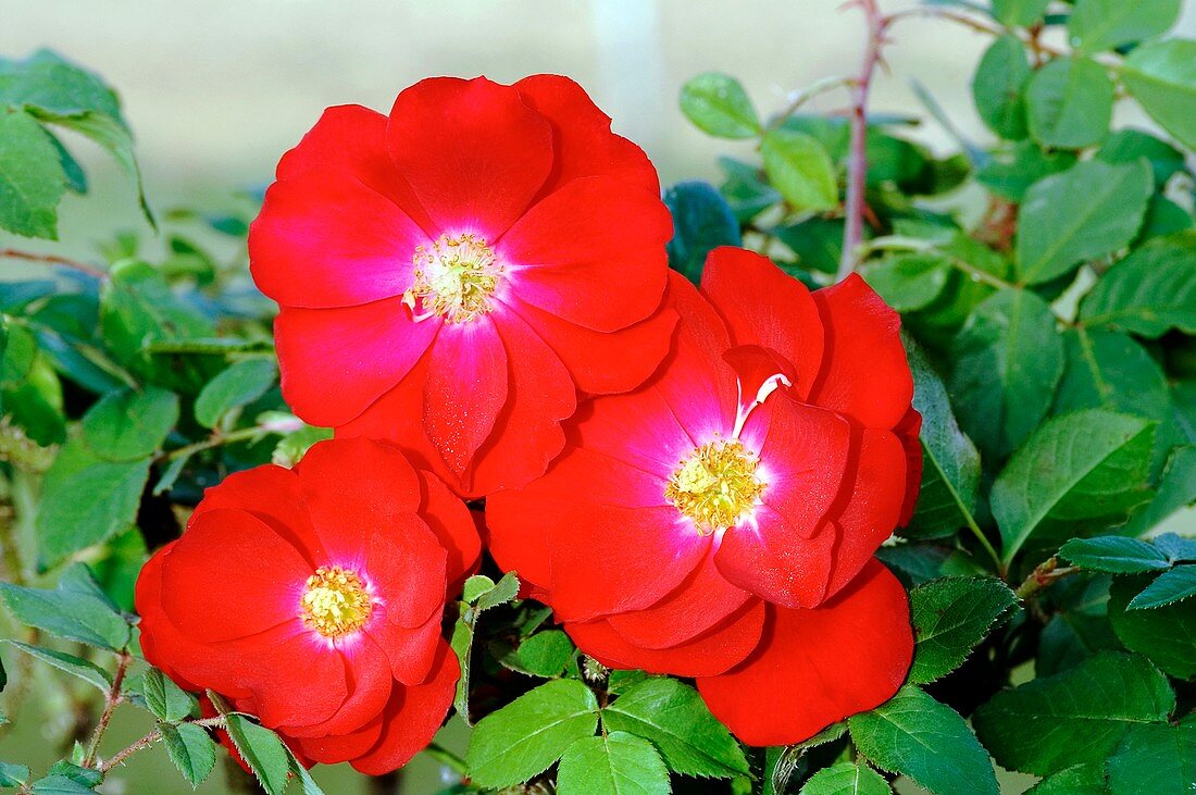 Rose (Rosa 'Austriana' )