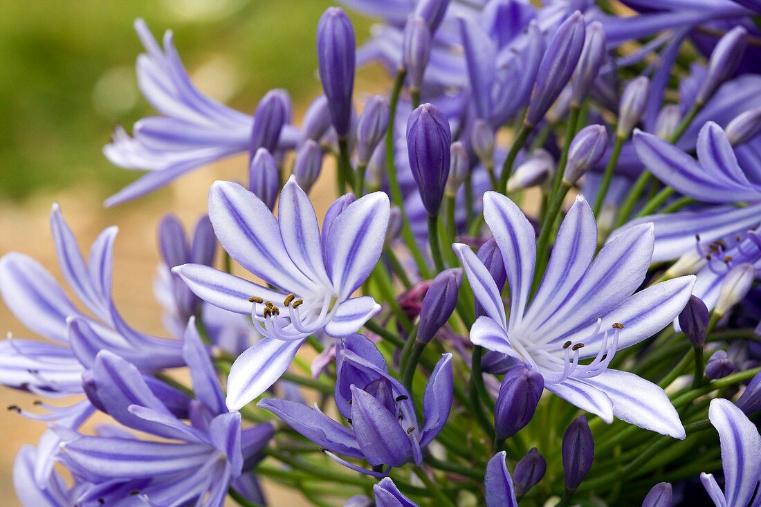 African blue lily (Agapanthus orientalis)