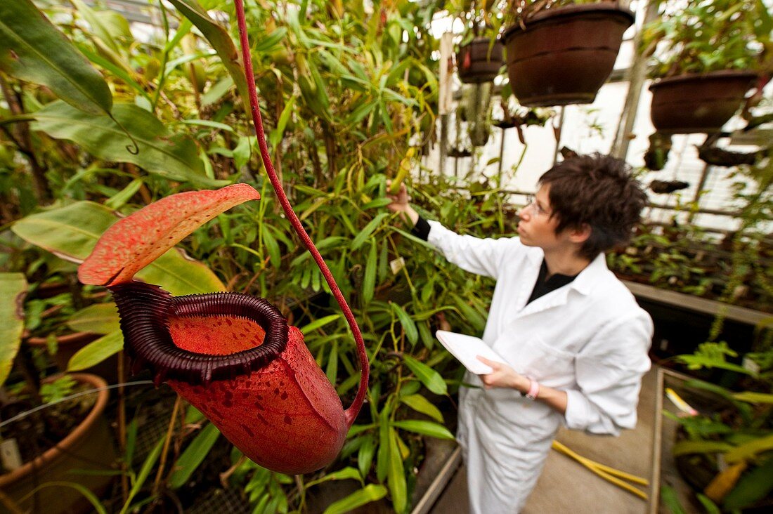 Pitcher plant research