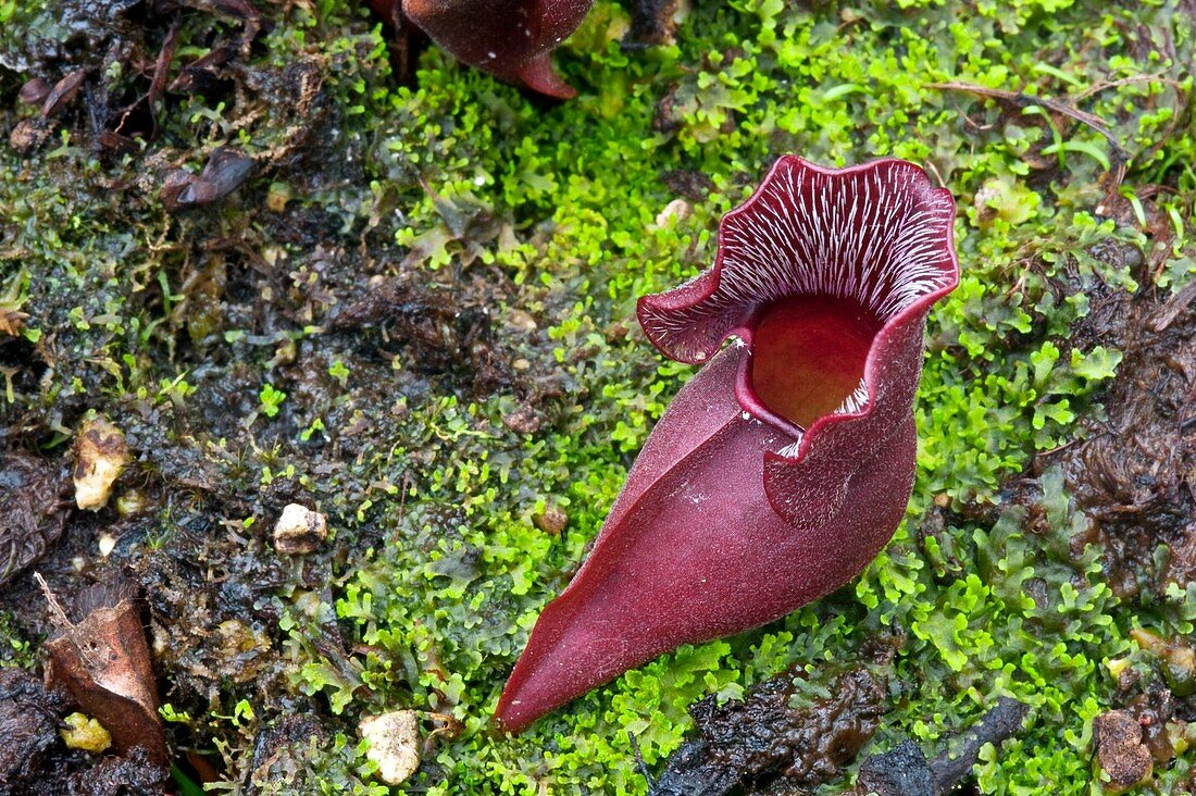 Purple pitcher plant
