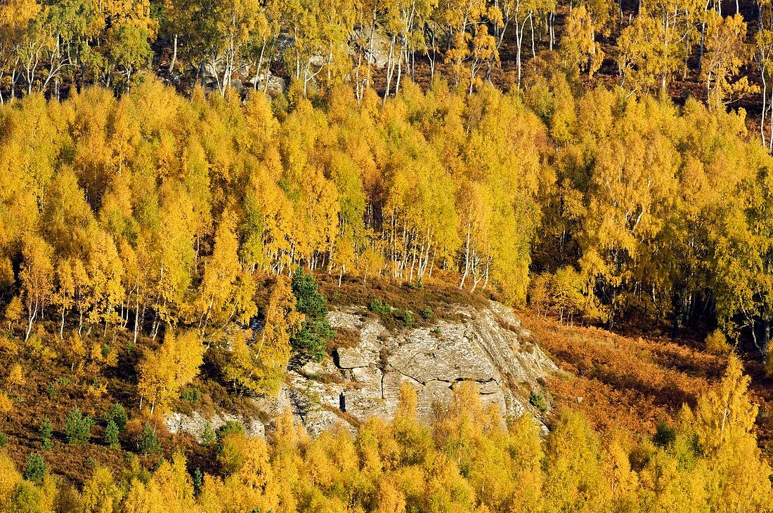 Silver birch woodland in autumn