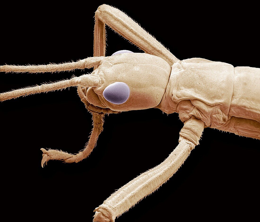 Stick insect,SEM