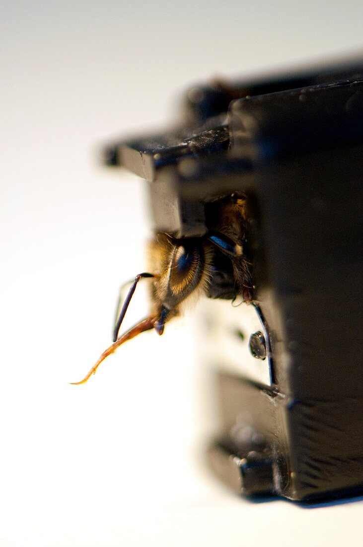 Sniffer honeybee detector