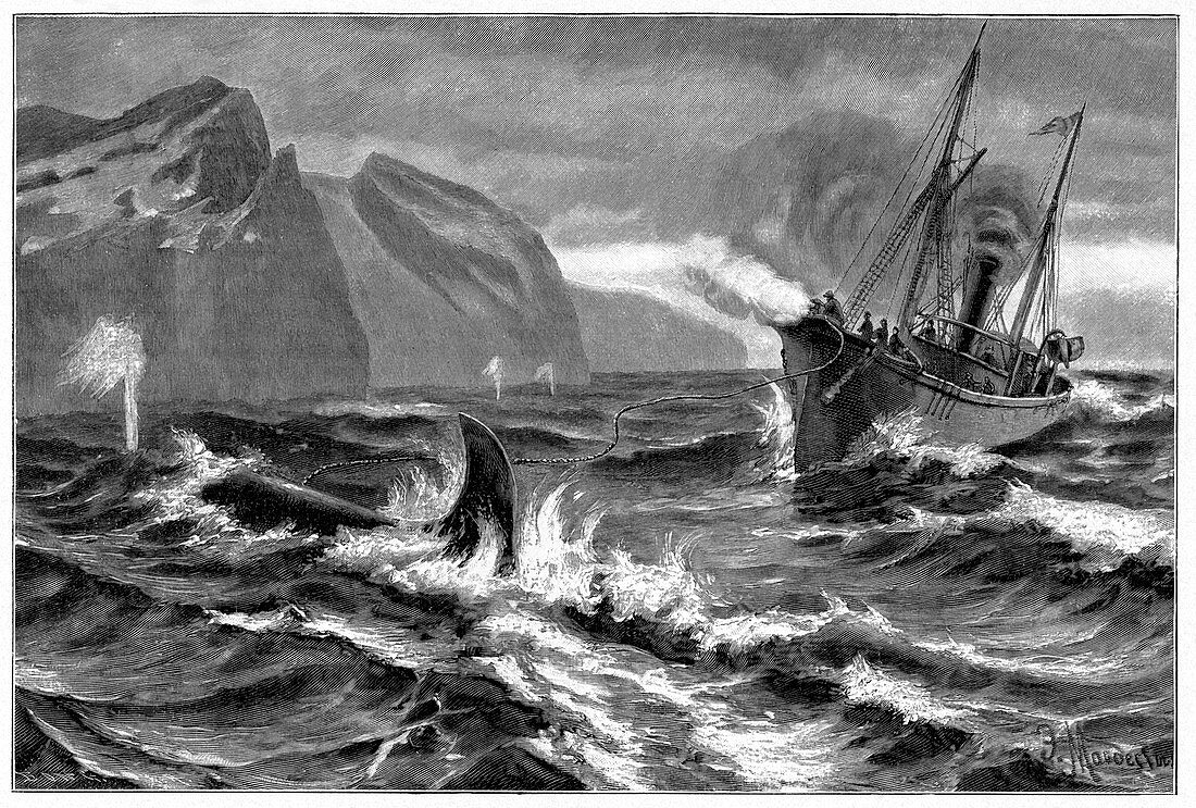 19th Century whale hunt