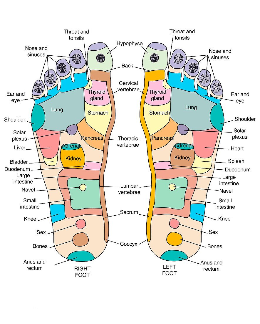 Reflexology foot map,artwork