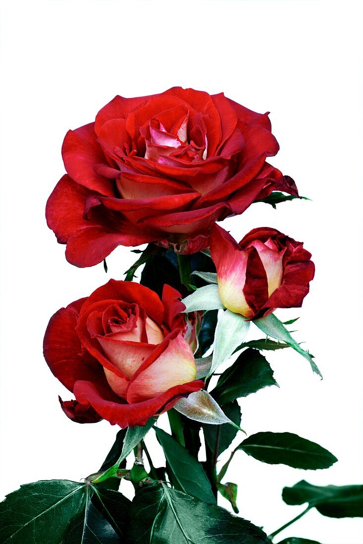 Hybrid Tea Rose (Rosa 'Bicolette')