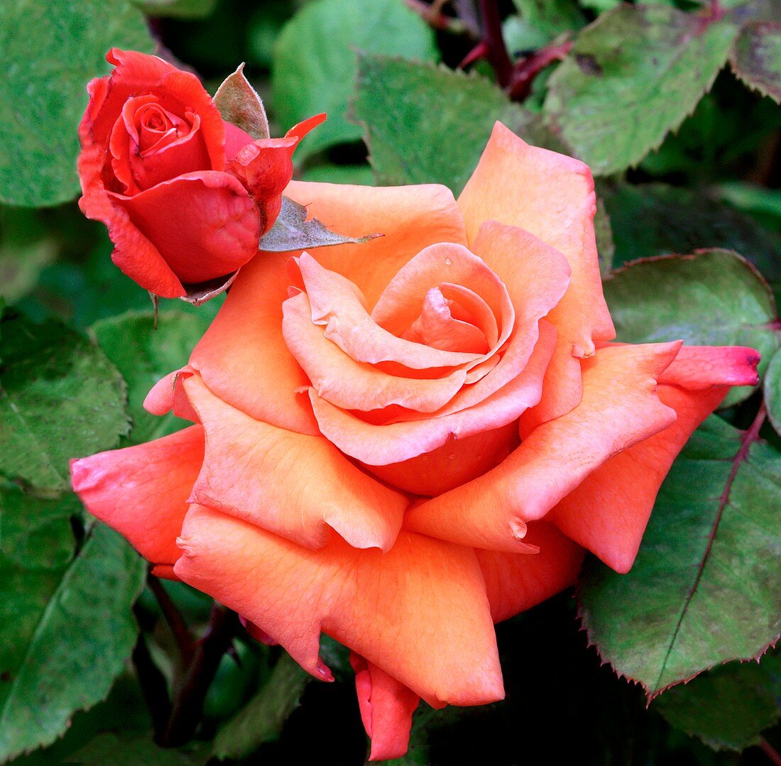 Rose (Rosa 'Christophe Colomb')