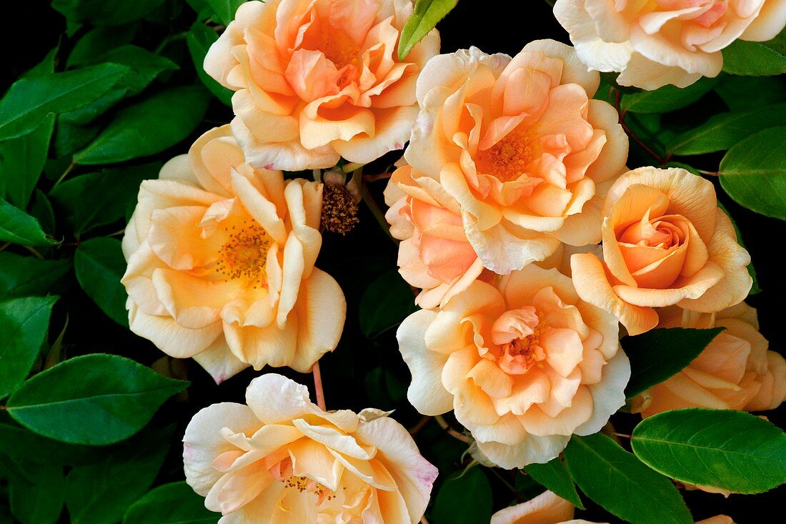Rose (Rosa 'Crepuscule')