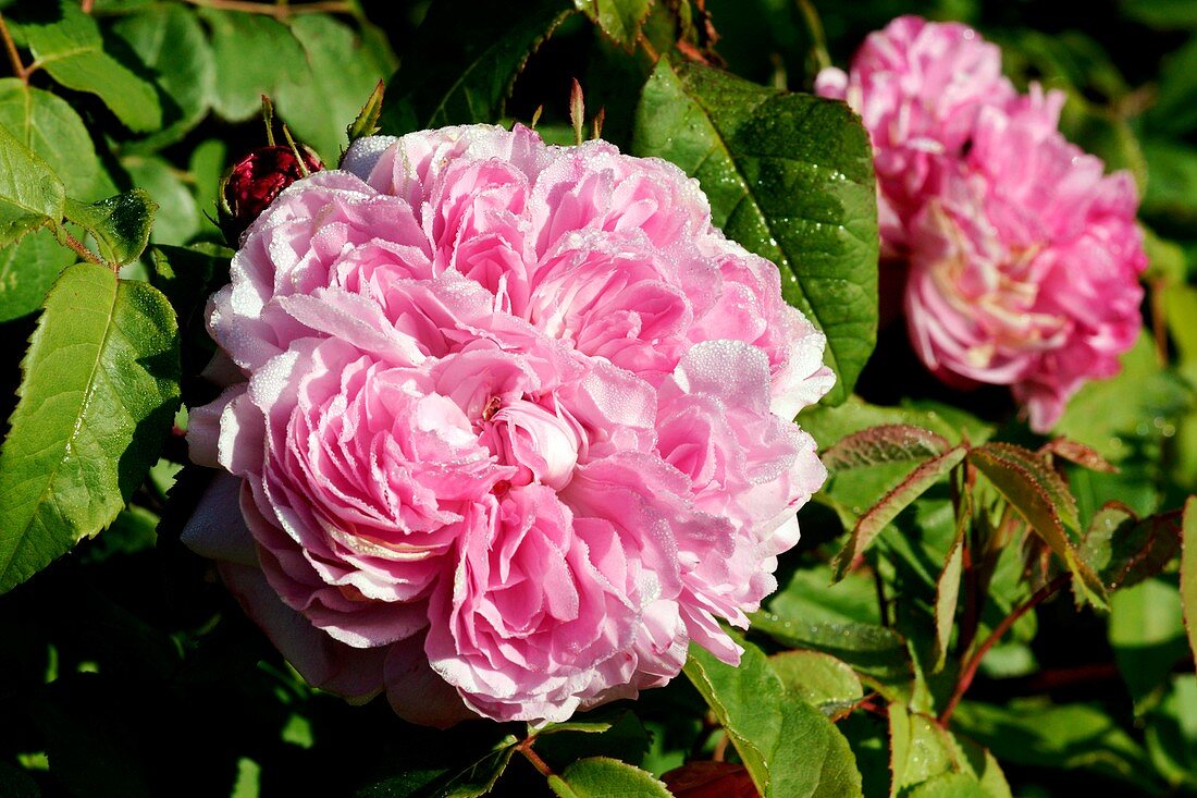 Rose (Rosa 'Jacques Cartier')