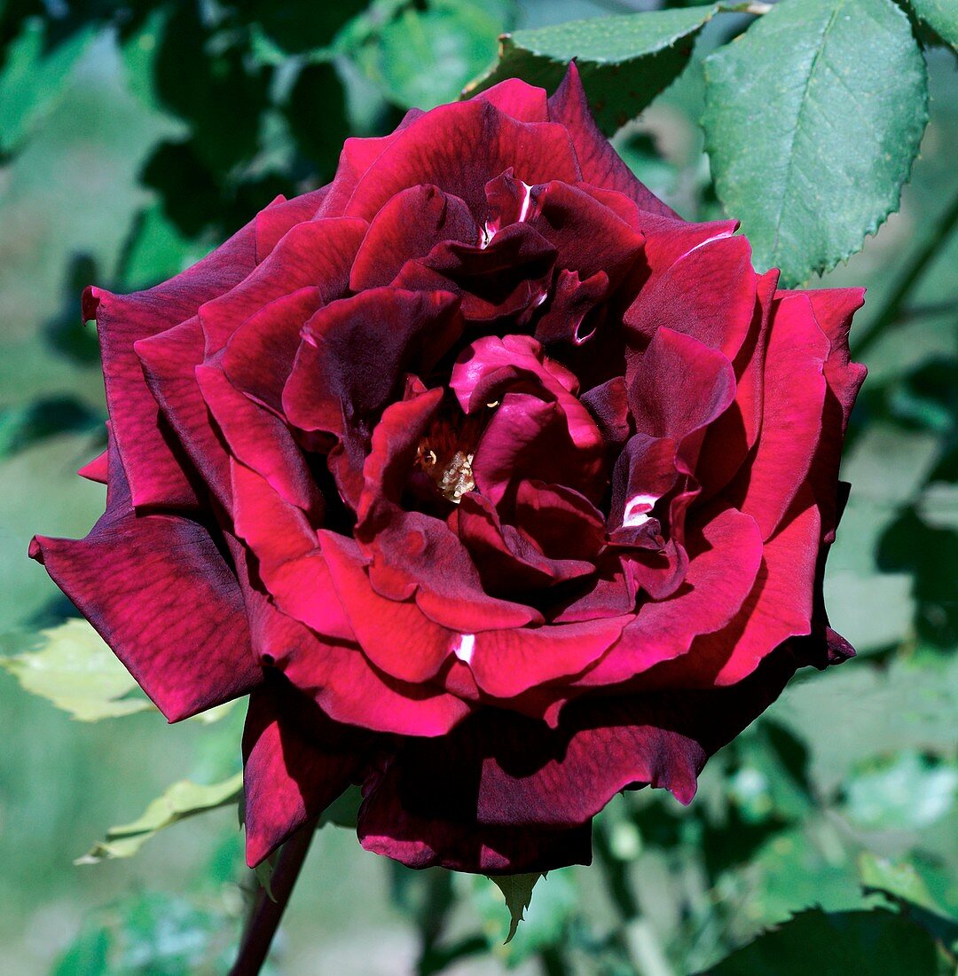 Rose (Rosa 'Papa Meilland')