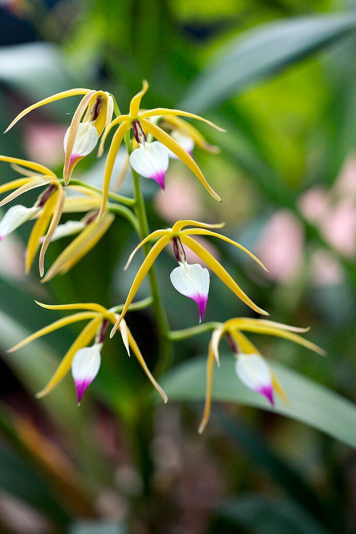 Orchid (Encyclia brassavolae)