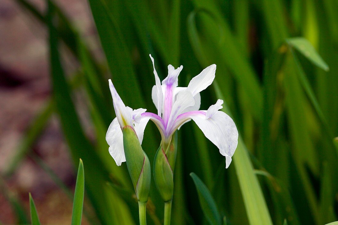 Iris laevigata 'Alba'