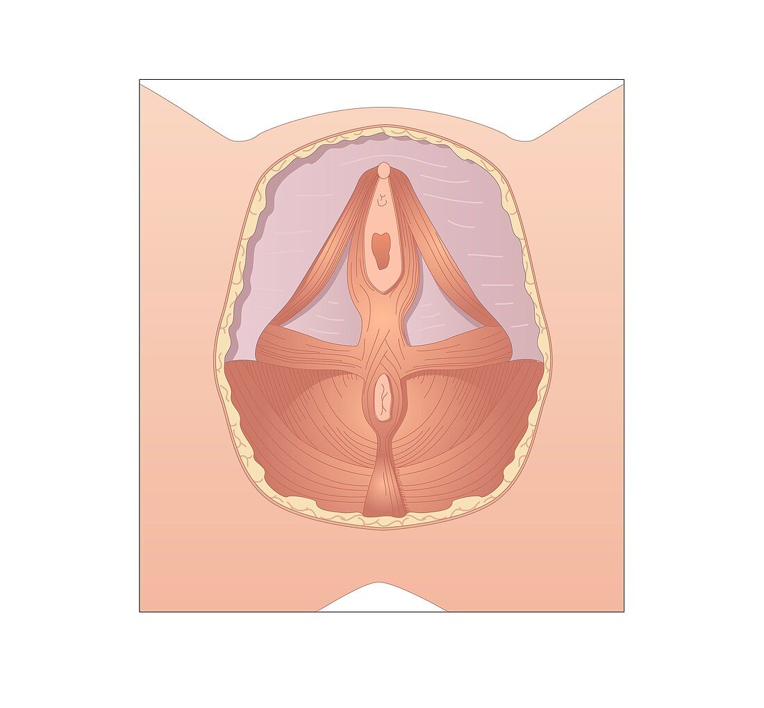 Female urogenital muscles