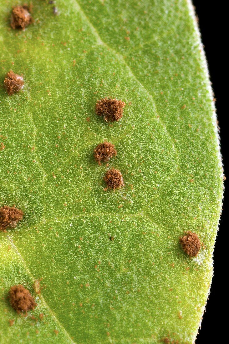Bean leaf infected with rust fungus