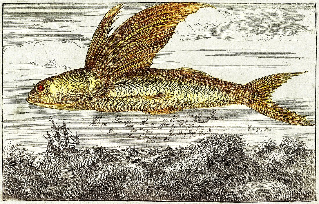 Flying fish,17th century artwork