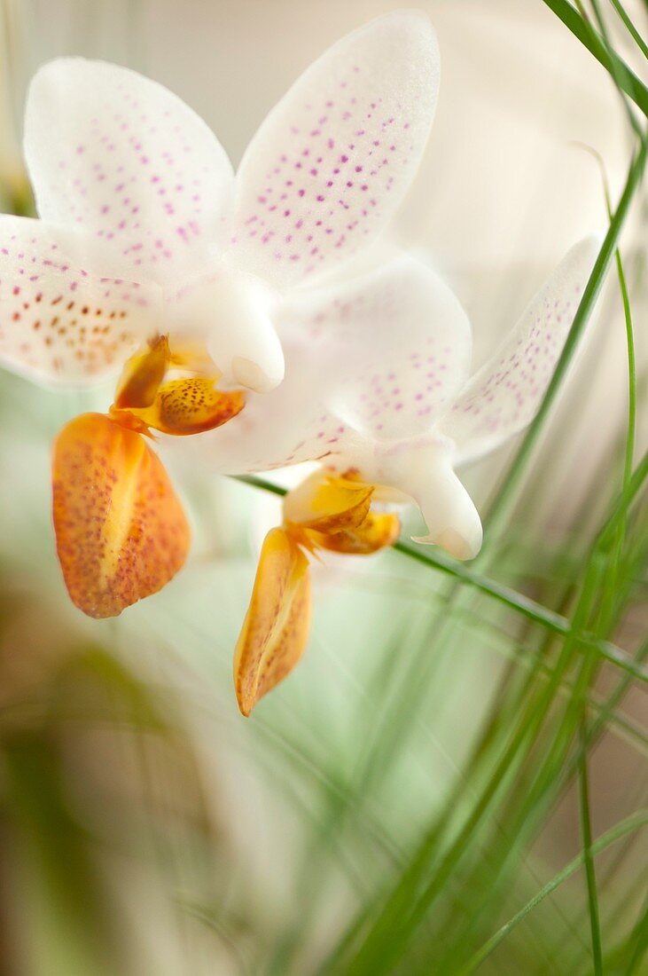 Orchid (Phalaenopsis Mini Mark 'Holm')