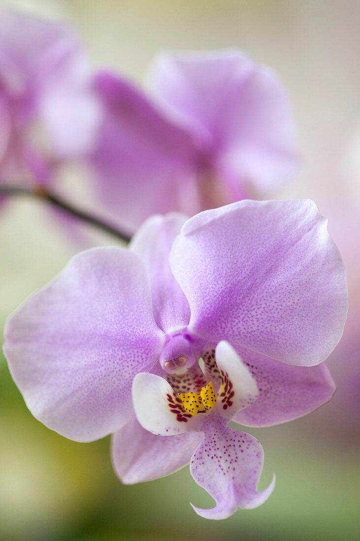 Orchid (Phalaenopsis schilleriana)