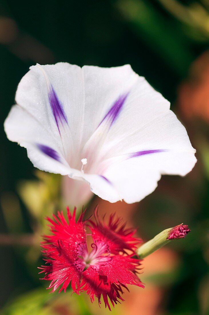 Morning Glory (Ipomoea purpurea)
