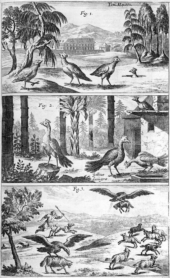 Bird types,1696 artwork