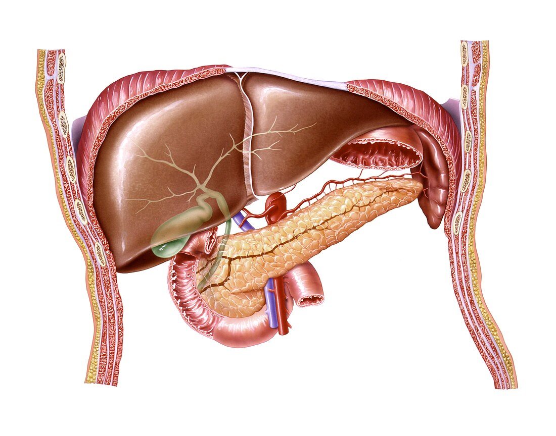 Liver and pancreas,artwork