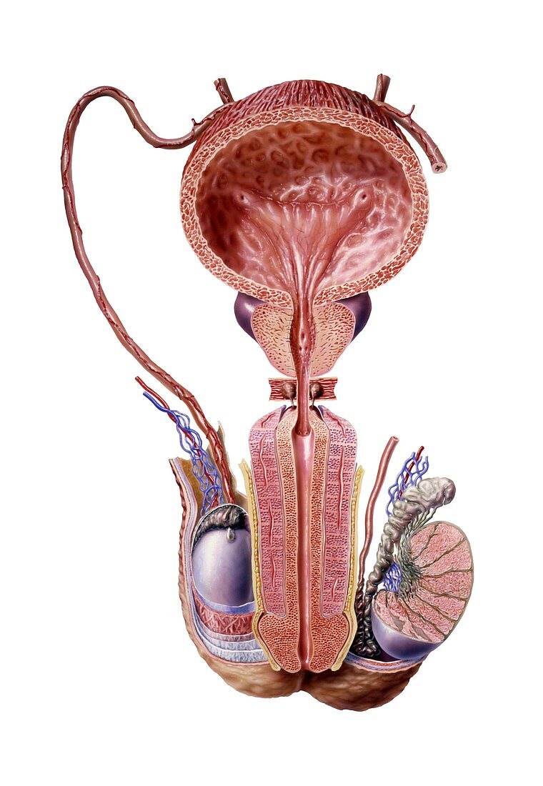 Male urogenital system,artwork