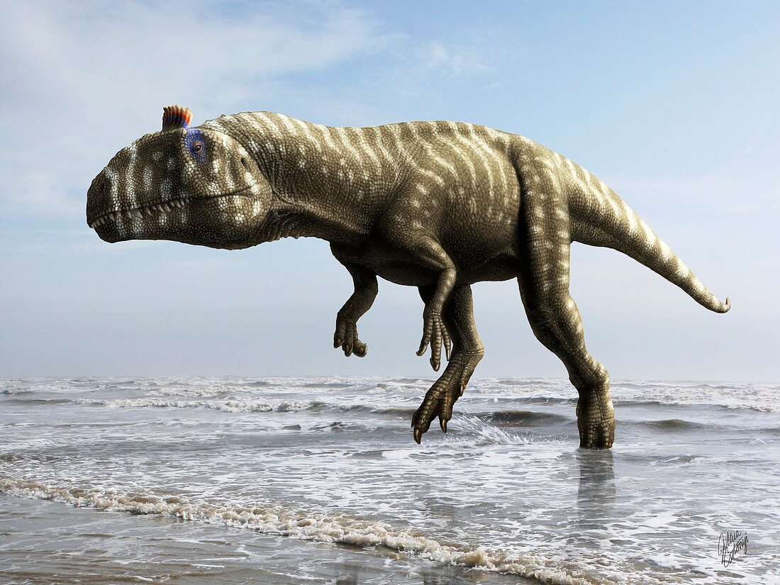 Cryolophosaurus ellioti dinosaur