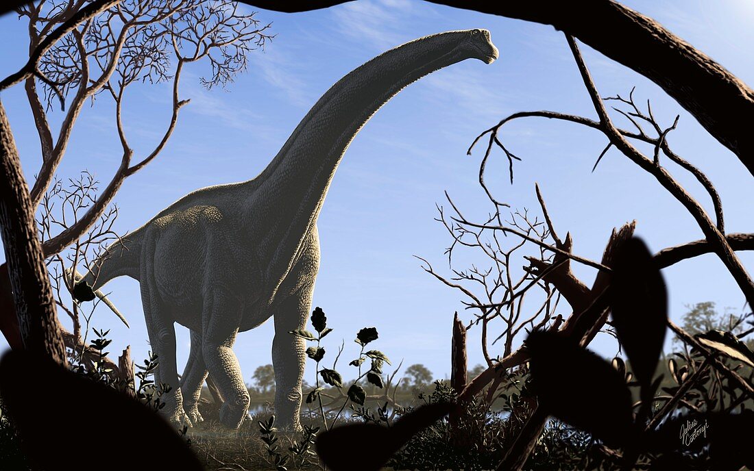 Futalognkosaurus dukei dinosaur