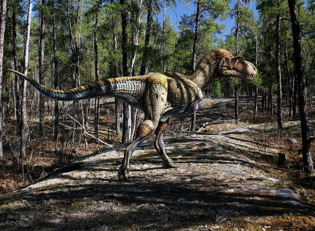 Gorgosaurus libratus dinosaur