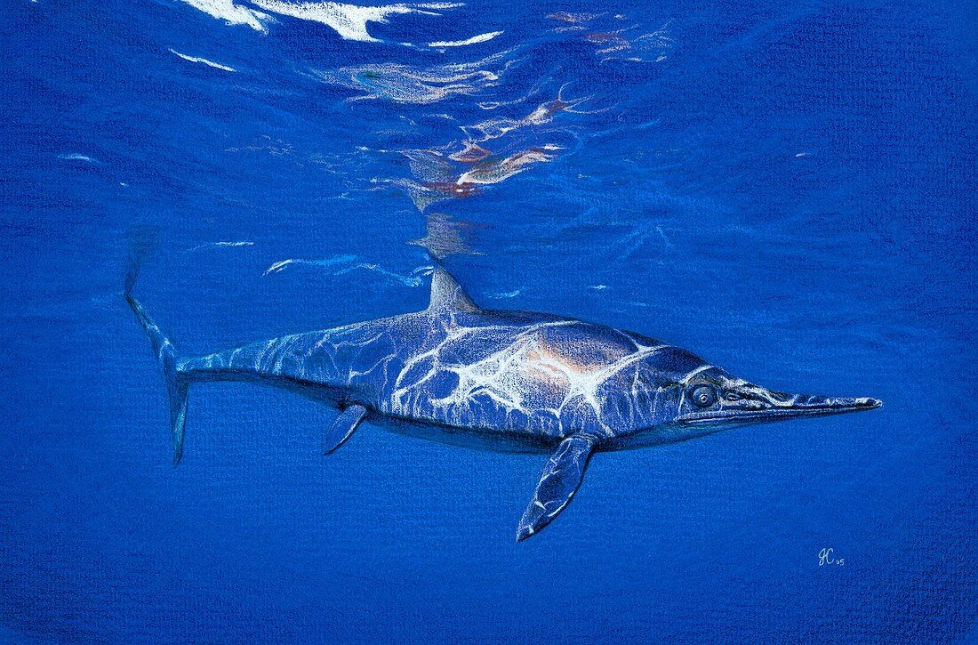 Ichthyosaurus communis marine reptile