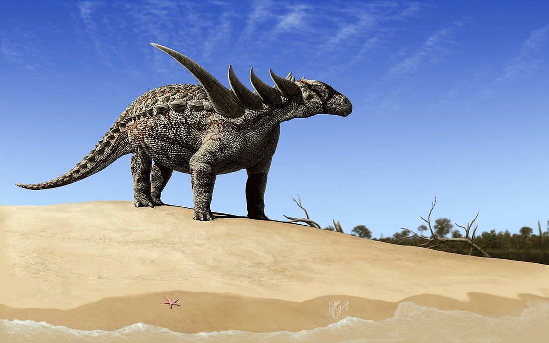 Sauropelta edwardsorum dinosaur
