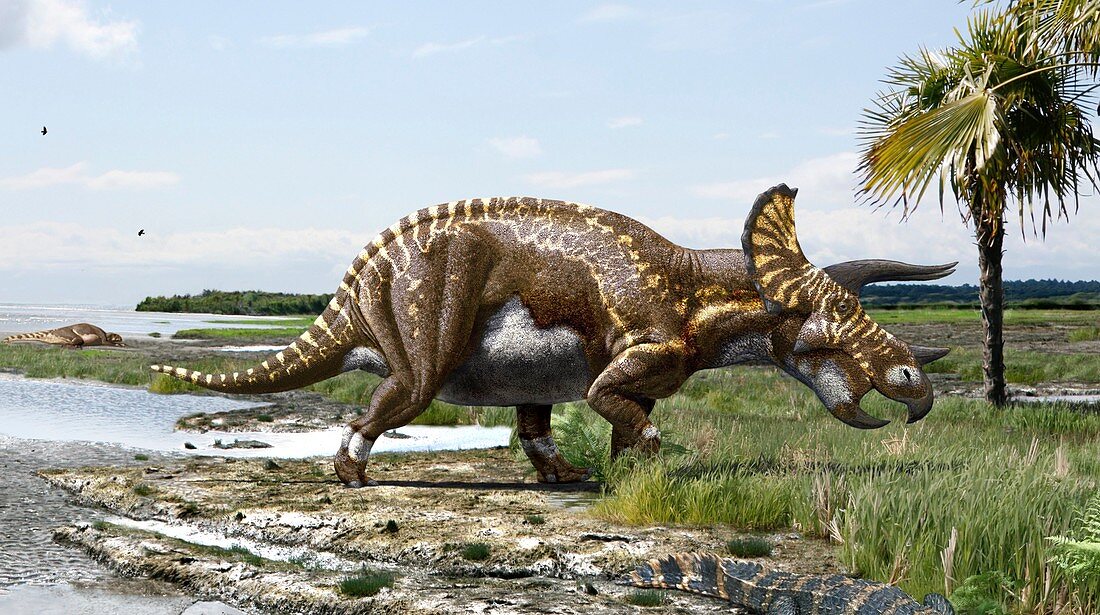 Triceratops horridus dinosaur