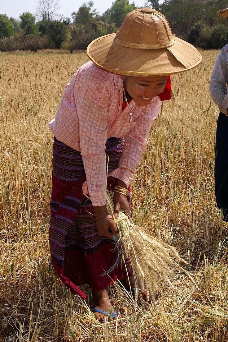 Myanmar Wheat harvest