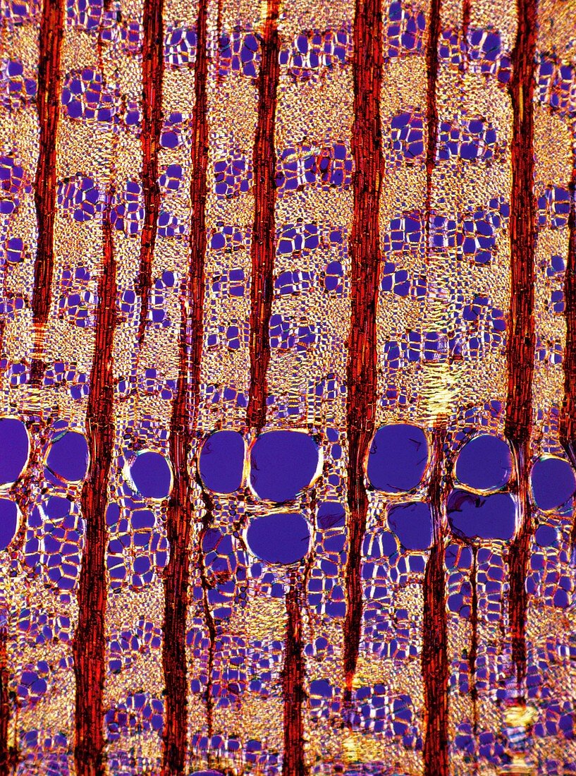 Tree growth rings,light micrograph