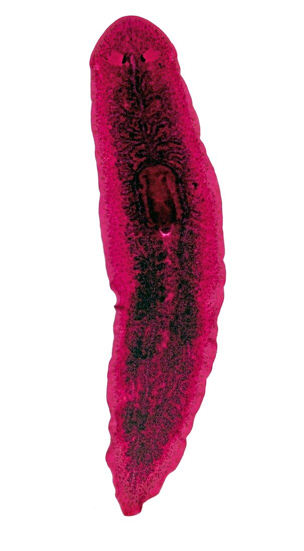 Flatworm,light micrograph