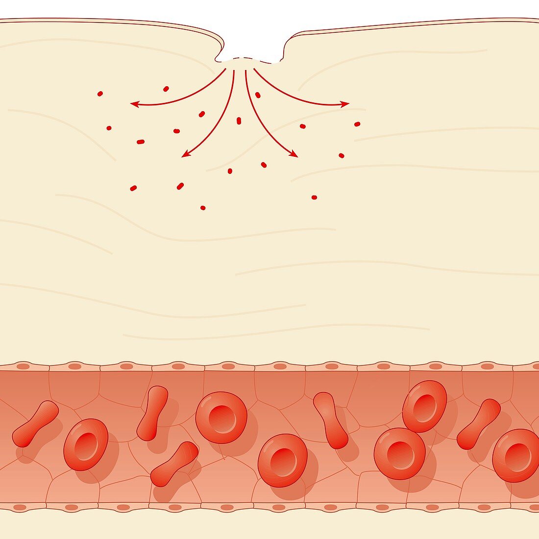 Skin damage immune response,artwork