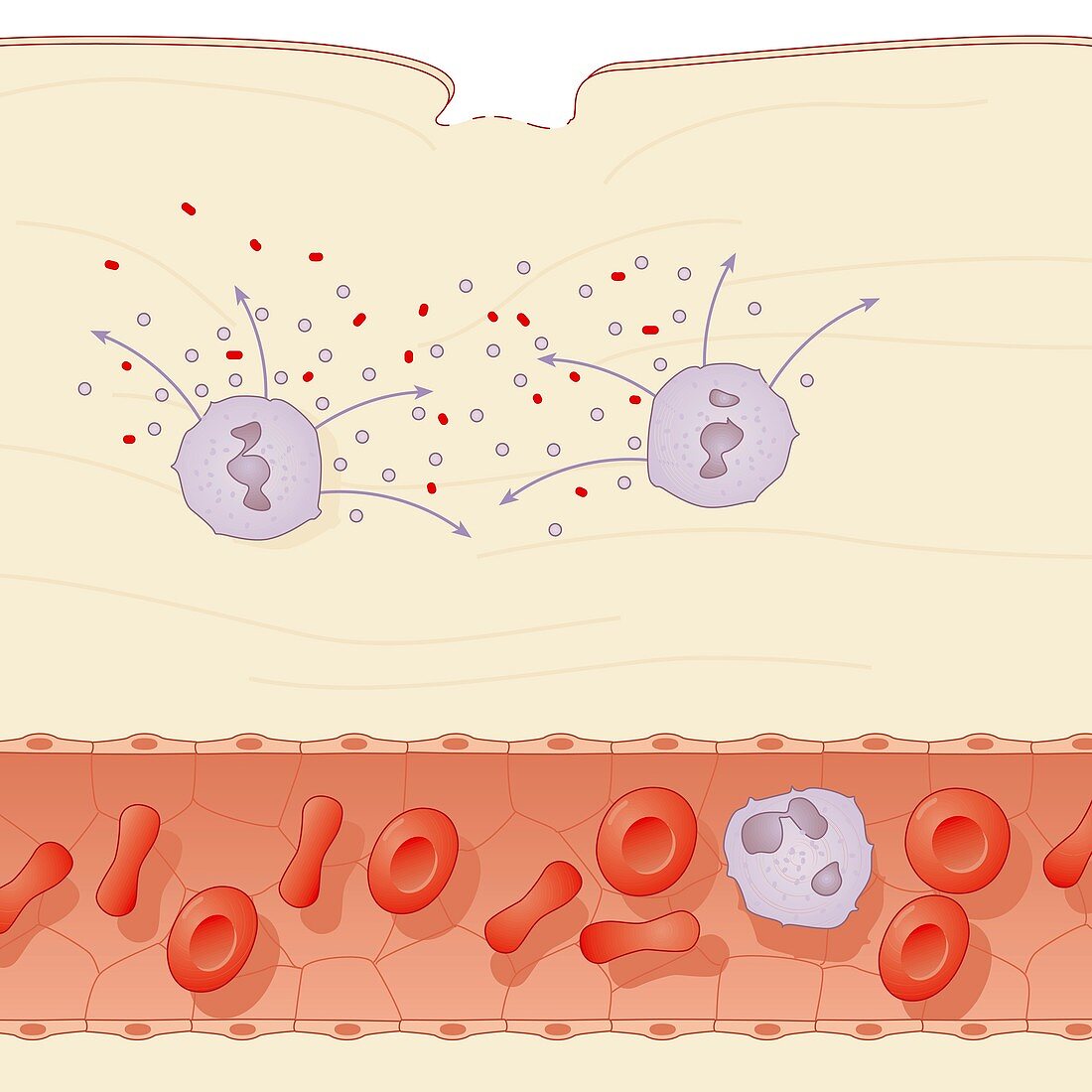 Skin damage immune response,artwork