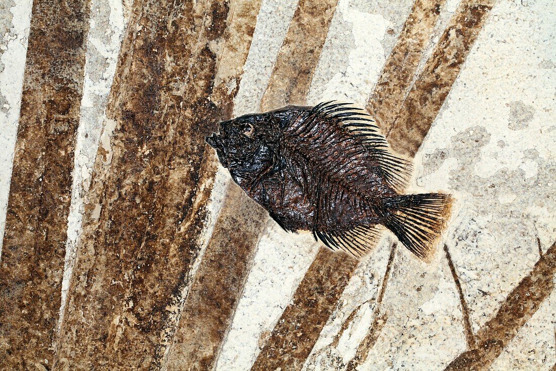 Priscacara fossil fish
