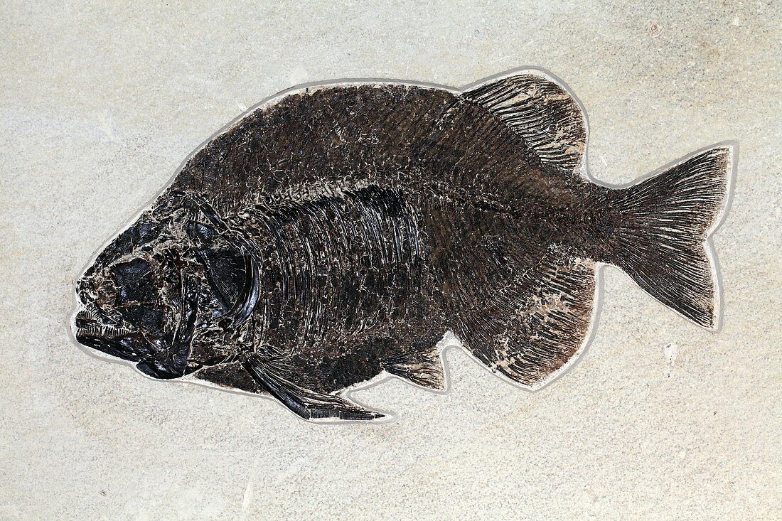 Phareodus fossil fish